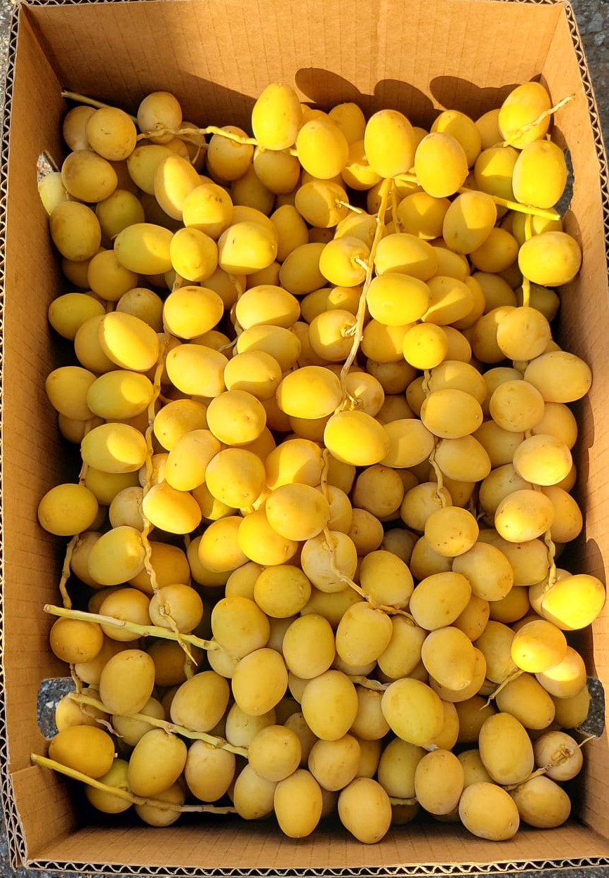 Yellow Barhi Fresh Dates-02